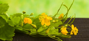 Fleurs propres