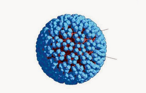 Modèle 3D du VPH